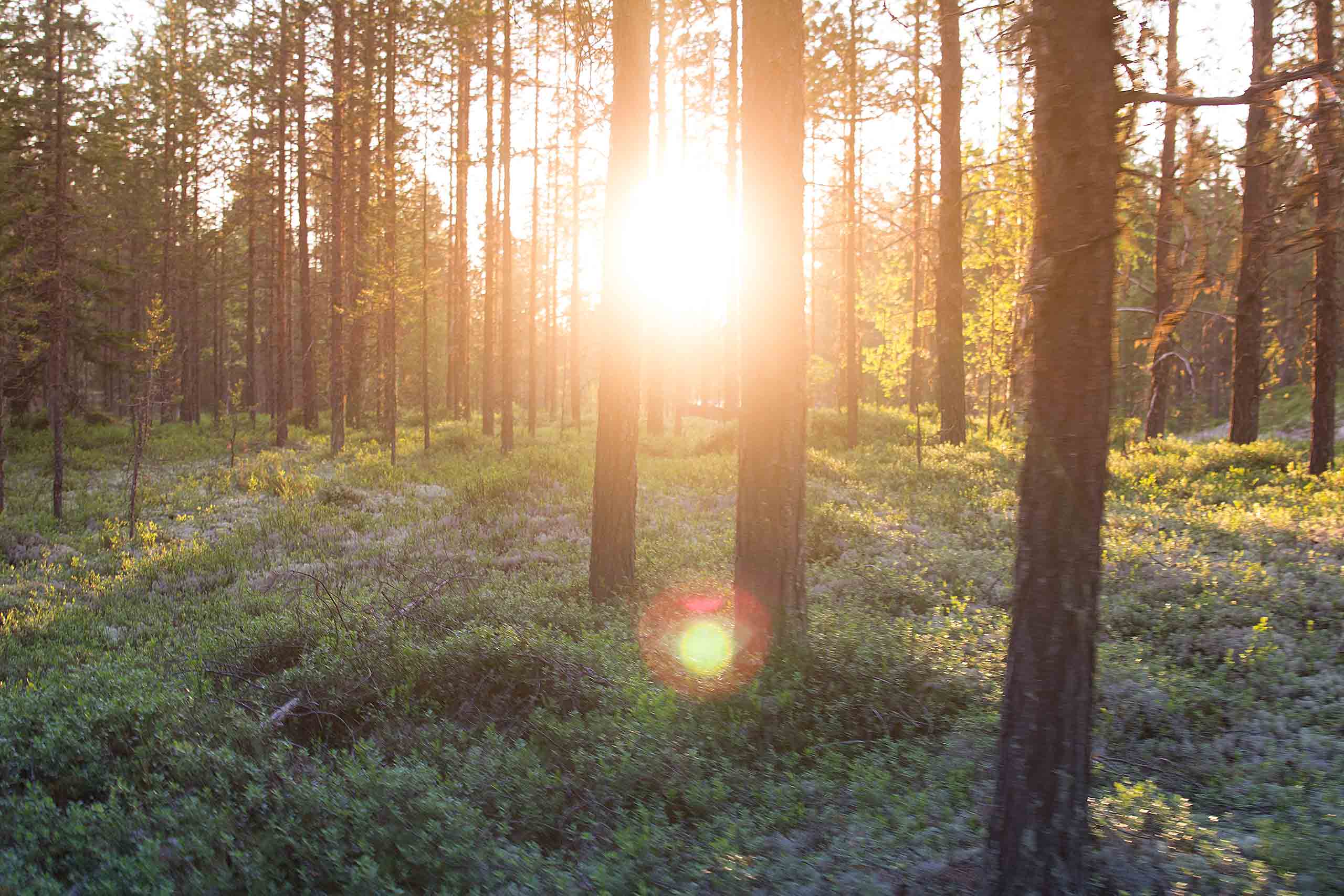 skog