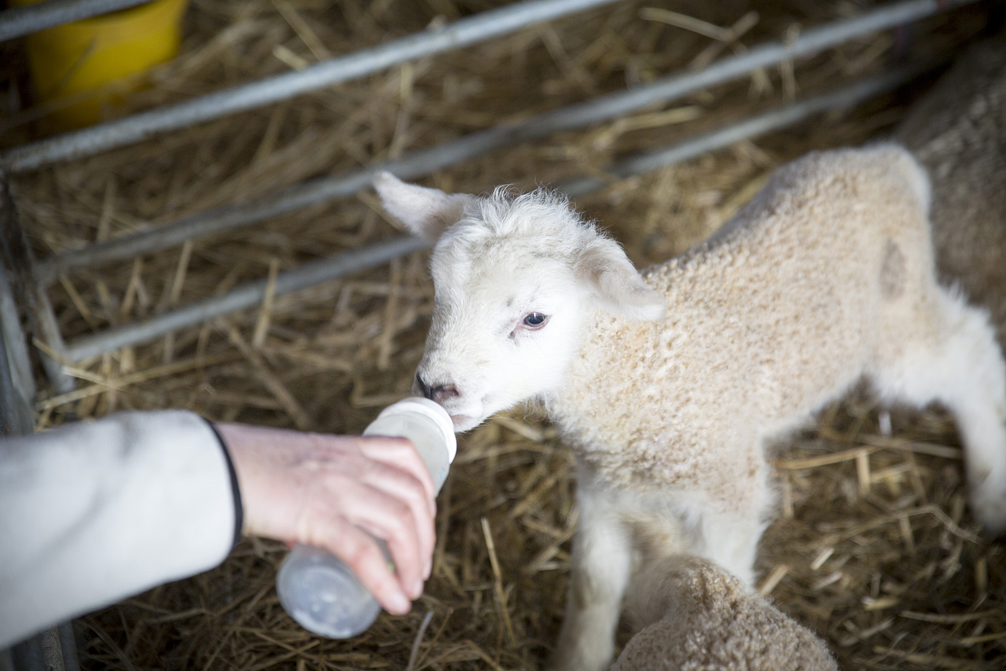 feeding-lamb