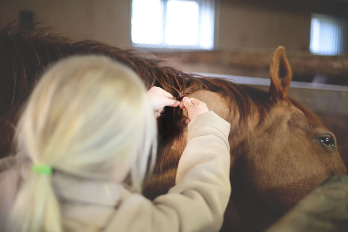 Horse-grooming
