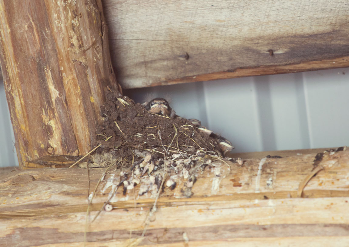 Swallow-nest