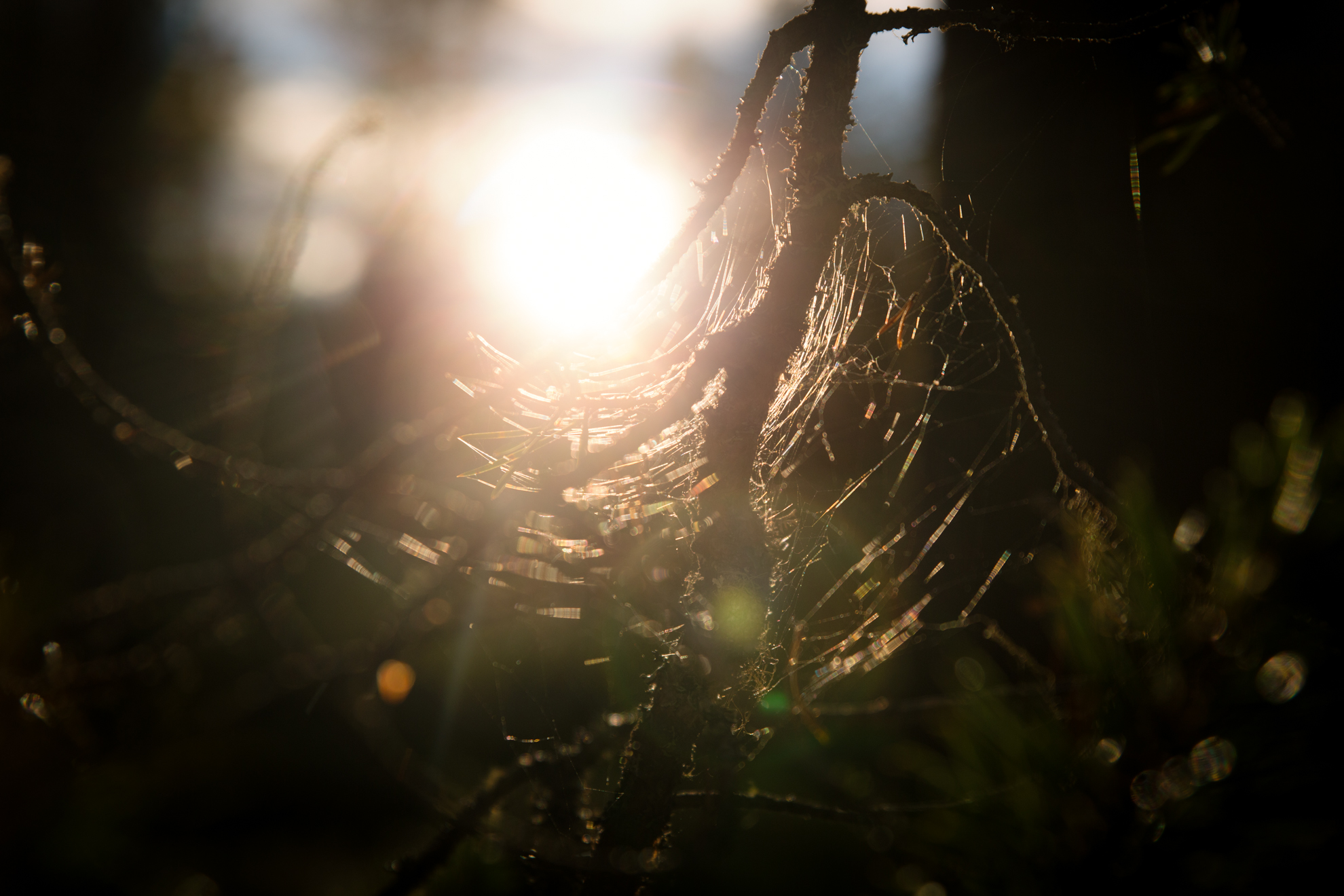 forest-web